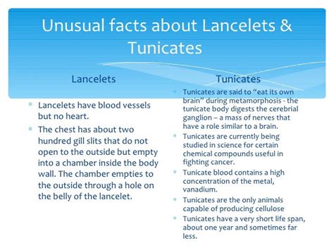 in what way are humans similar to lancelets